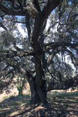 large millenary holm oak in its natural environment