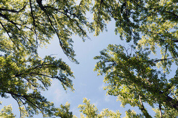 branches from the top of various trees