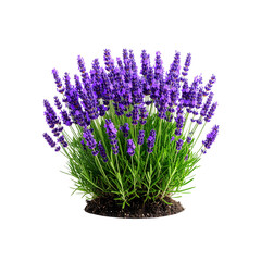 Fototapeta premium Blooming lavender plant with green leaves, isolated on transparent background