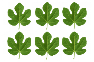 Six vibrant green fig leaves are displayed on a transparent background, showcasing their intricate vein patterns