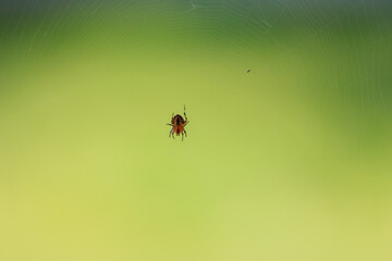 Spinne im Netz im Garten 