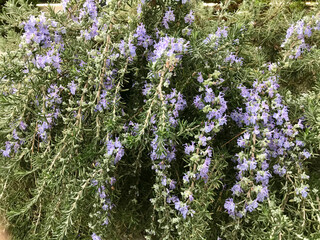 Obraz premium rosemary plant in full bloom on a sunny day