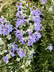 rosemary plant in full bloom on a sunny day