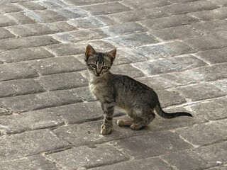 Fototapeta premium young gray cat in the street on printed concrete pavement