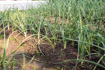Lush onion plants growing in fertile garden soil on sunny day
