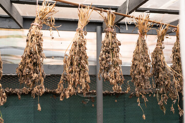 Bunches of dried herbs hanging in greenhouse for storage and preservation