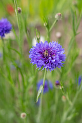 Vibrant purple cornflower blooming in lush green garden setting