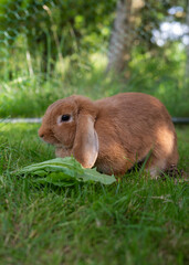 Fluffy lop-eared rabbit enjoying a sunny day on vibrant green grass. Perfect outdoor nature scene...