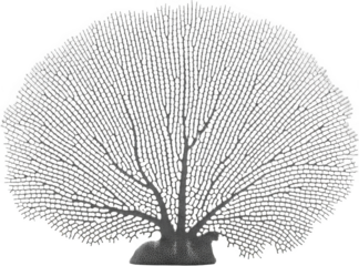 Intricate fan coral structure with detailed branch patterns and porous texture isolated transparent background