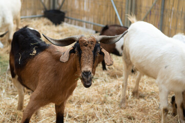 portrait of a goat in close-up inside the pen