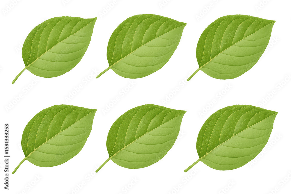 Poster six vibrant green leaves are isolated on a transparent background, creating a versatile resource for