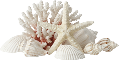 Collection of assorted seashells and white coral arranged together Starfish transparent background