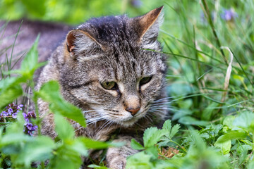 Tabby Cat Hunting in Meadow Grass