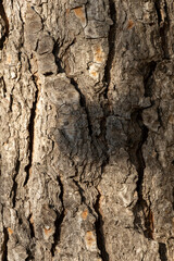 image texture texture of pine needles with lights and shadows