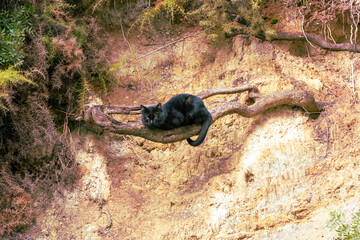 Fototapeta premium black cat perched on a root in the middle of nature