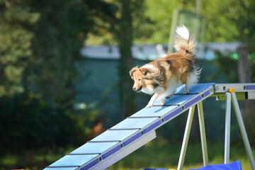 Dog is running on agility balance beam. She is so incredible dog on agility.	