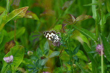 Schachbrett; Melanargia galathea