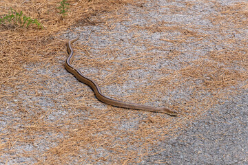 ladder snake on hot asphalt in a mountainous area