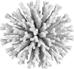 Detailed overhead view of a branched white stony coral structure against a black backdrop isolate