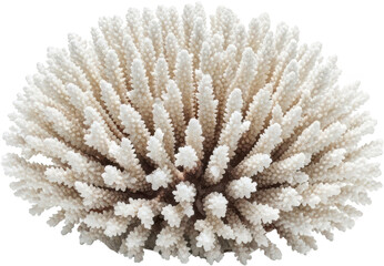 Detailed view of a bleached white coral formation with intricate branching structures isolated with