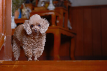 A cute poodle dog is waiting in front of a house, looking at the camera.