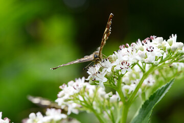 Landkärtchen, Landkärtchenfalter,  Araschnia levana