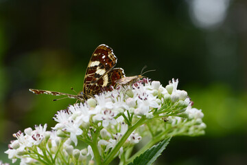 Landkärtchen, Landkärtchenfalter,  Araschnia levana