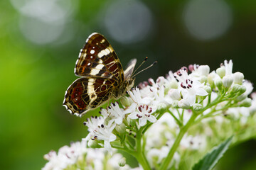 Obraz premium Landkärtchen, Landkärtchenfalter, Araschnia levana