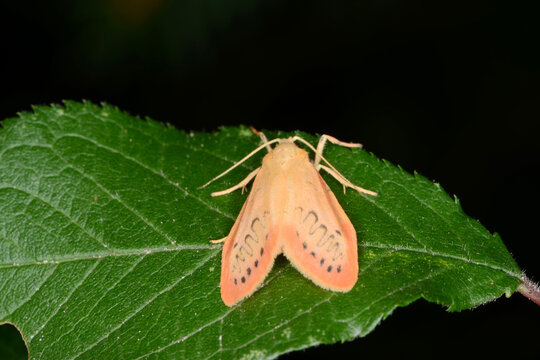 Rosen-Flechtenb&auml;rchen, Miltochrista miniata