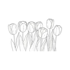 line art illustration of tulip flowers
