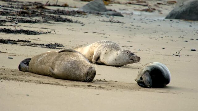 cute family of seal Phoca vitulina, resting on, Ytri Tunga Beach, Snaefellsnes Peninsula, West Iceland, Iceland