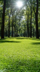 Obraz premium Lush green park, sunbeams, trees