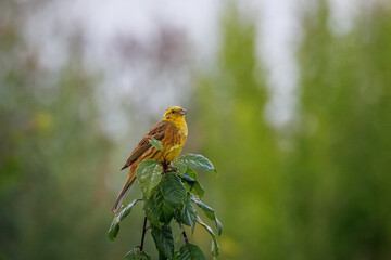 Close-up of an adult male Yellowhammer perched atop a green bush against a green background on a cloudy summer day.