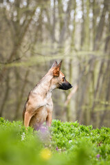 Spring portrait of dog in nature. He is so cute in the nature. He has so lovely face