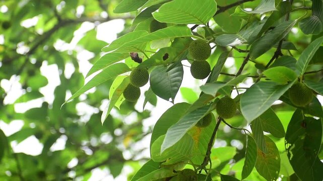 Neolamarckia cadamba fruit. hanging on tree. Kadamba fruit.