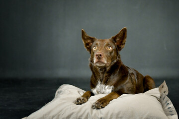 Relaxed Border Collie Dog Resting on Pillow in Studio. Portrait of a black and white Border Collie dog laying down on a grey cushion in a studio environment. The dog looks directly into the camera wit