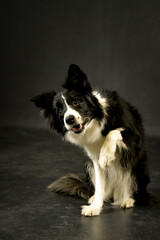 Trained Border Collie Sitting and Lifting Paw in Studio. Full-body studio portrait of a smart and expressive Border Collie dog sitting upright while lifting one front paw, demonstrating a trained tric
