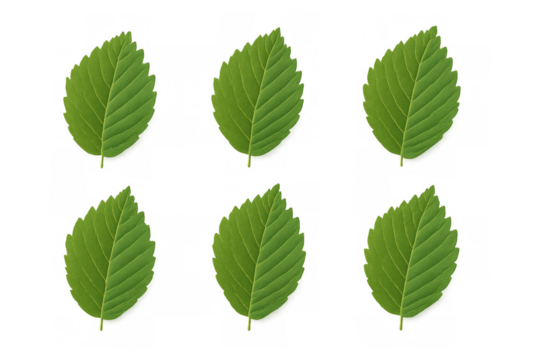 Green foliage stylishly positioned against clear backdrop, showcasing botanical elegance for natural design compositions