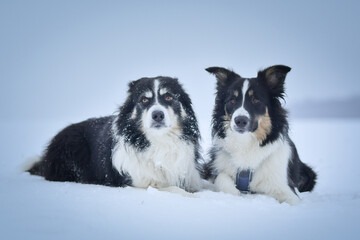 Tricolor border collies are lying on the field in the snow. He is so fluffy dog.