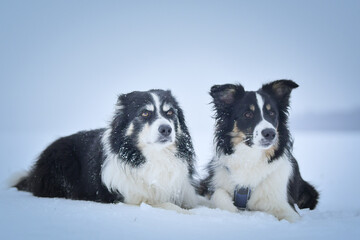 Tricolor border collies are lying on the field in the snow. He is so fluffy dog.