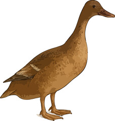 Anas platyrhynchos domesticus