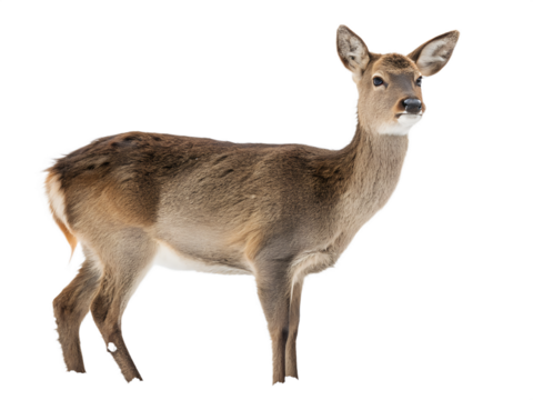 roe deer isolated on white background