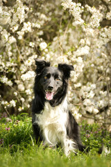 Happy Border Collie dog sitting in spring meadow with blooming background. Border Collie sitting in green grass in front of a soft, pinkish blooming background. The dog looks directly at the camera