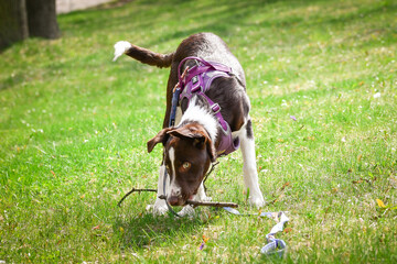 Spring portrait of dog in nature. He is so cute in the nature. He has so lovely face	