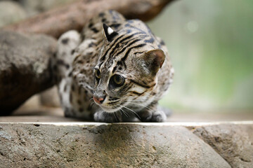 Prionailurus viverrinus is in her zoo habitat. Sand habitat in zoo in sunny day.	