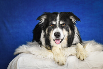Calm Border Collie Posing Against Blue Background. A well-groomed black and white Border Collie is lying on a soft white faux fur blanket, placed over a crumpled white sheet. The dog gazes calmly
