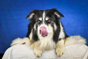 Calm Border Collie Posing Against Blue Background. A well-groomed black and white Border Collie is lying on a soft white faux fur blanket, placed over a crumpled white sheet. The dog gazes calmly