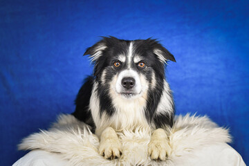 Calm Border Collie Posing Against Blue Background. A well-groomed black and white Border Collie is lying on a soft white faux fur blanket, placed over a crumpled white sheet. The dog gazes calmly
