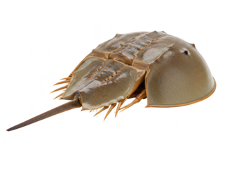 A horseshoe crab isolated on transparent background
