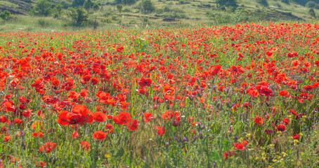 field of beautiful poppies cultivated in Provence in france